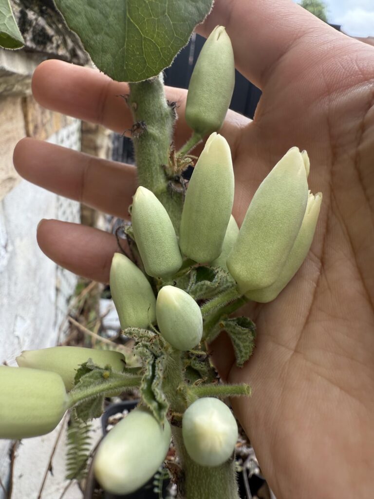 A keramanthus blooming soon