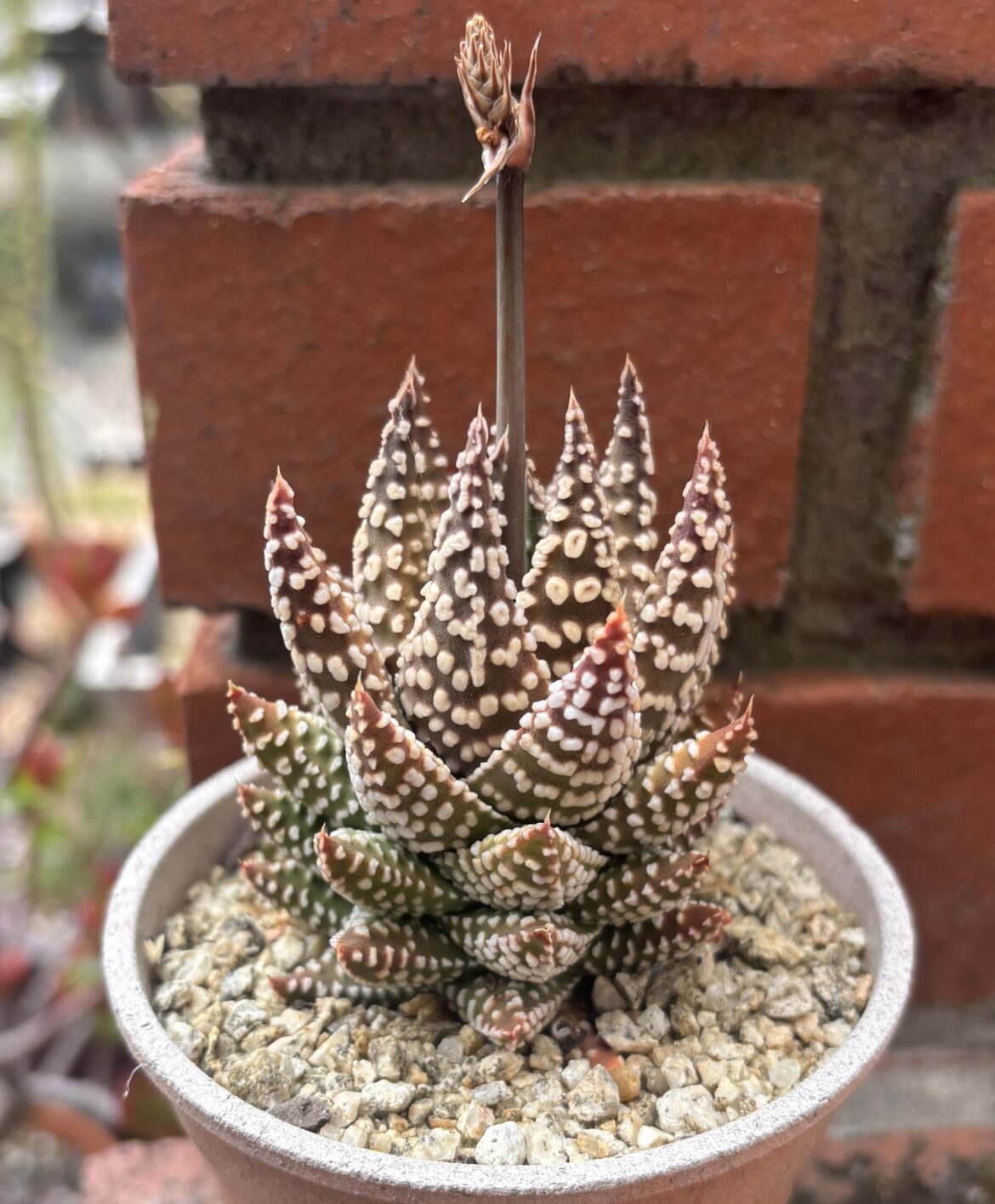 Tulista hybrid developing some nice donut tubercles