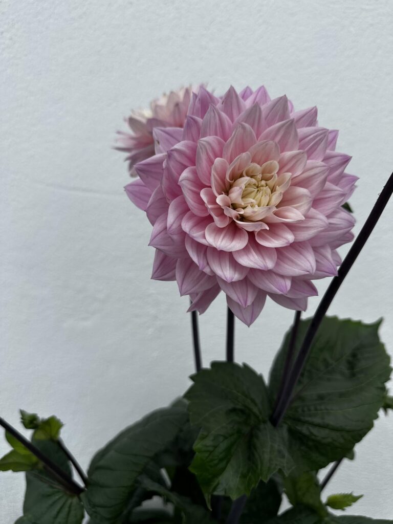Gardens at their best