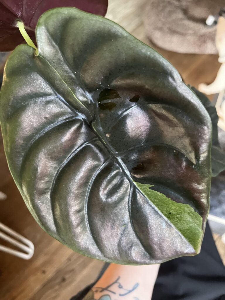 Tiny variegation on cuprea
