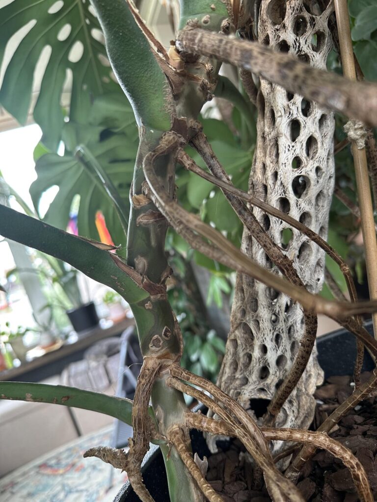 Is my monstera sick? Whats happening? :( Is my monstera sick? Whats happening? :(