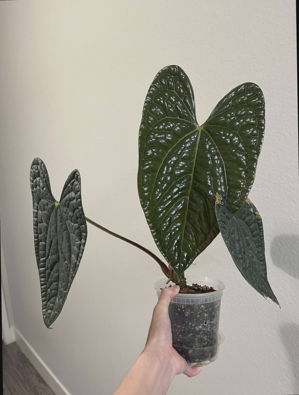 Big boi leaf crept up on me