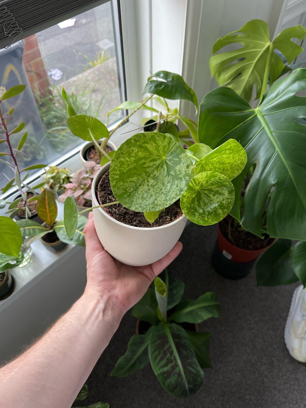 Pilea Mojito
