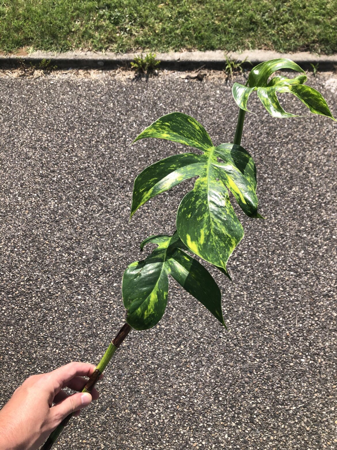 Today I got a cutting of an epipremnum pinnatum cintho goldfinger. I can’t wait to get 6 new plants 😋😍🥰❤️ Btw I’m new to this group. I’m a plant collector based in France ;)