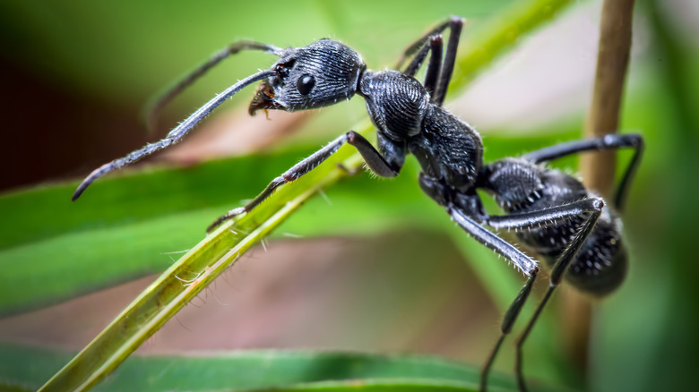 garden ant on leaf