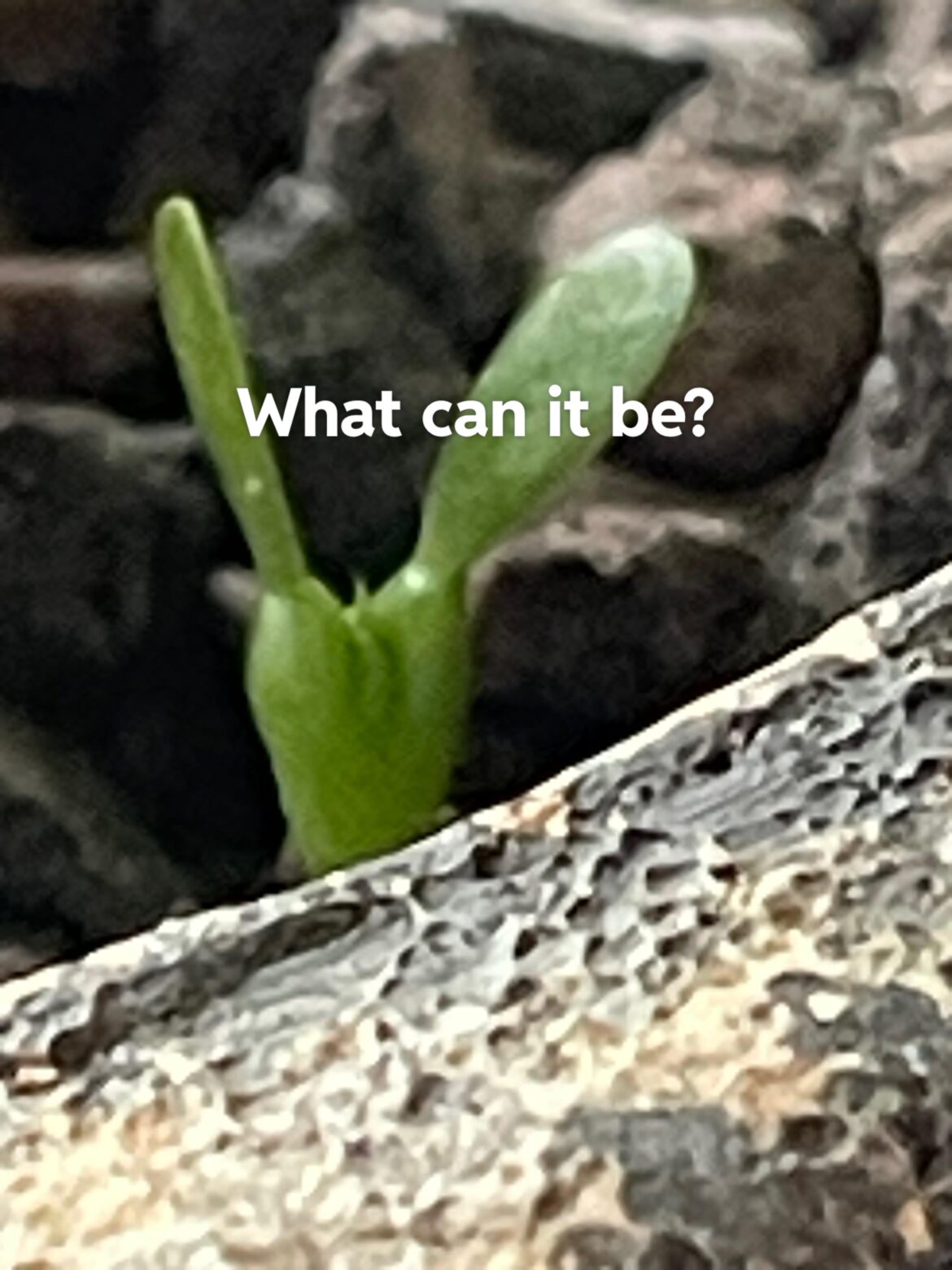 Seedling next to my saundersii