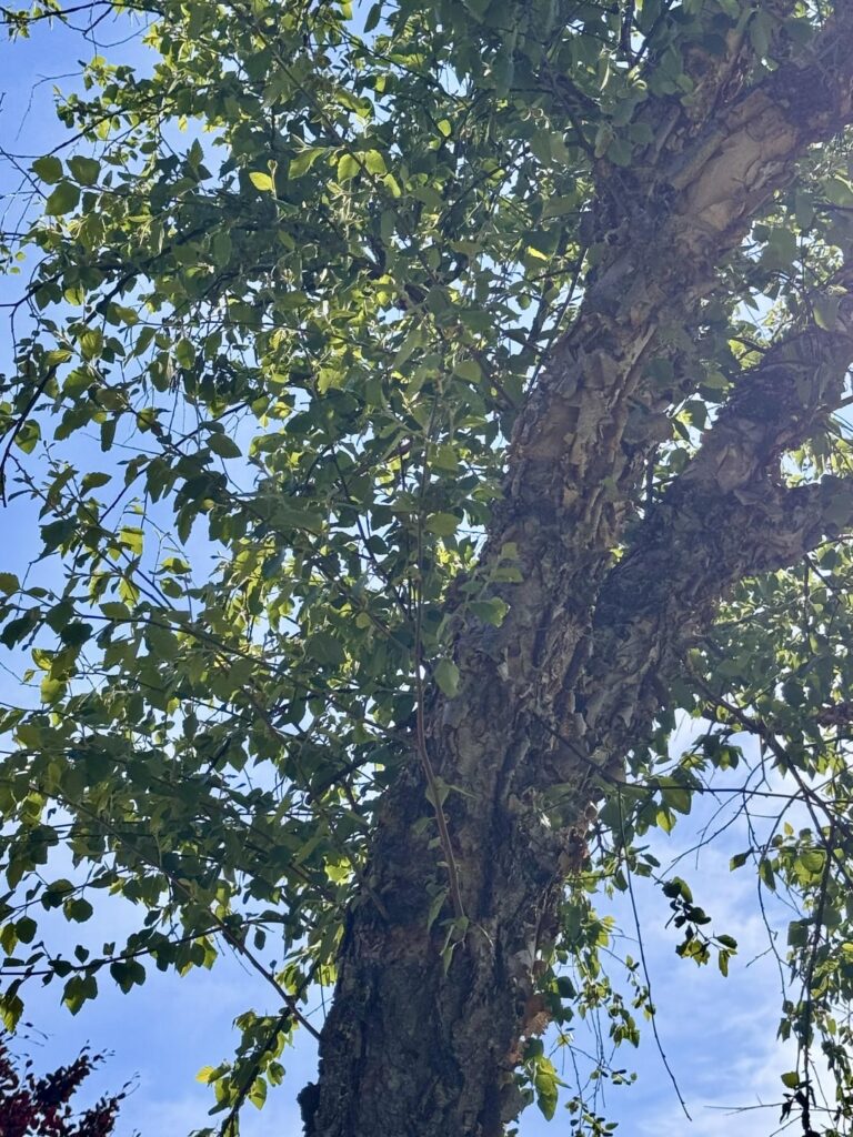 Why is this tree so sad?