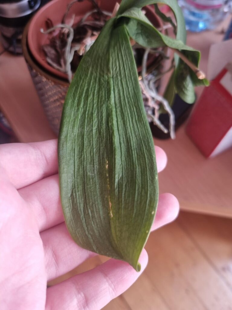 This orchid has been unhappy no matter what