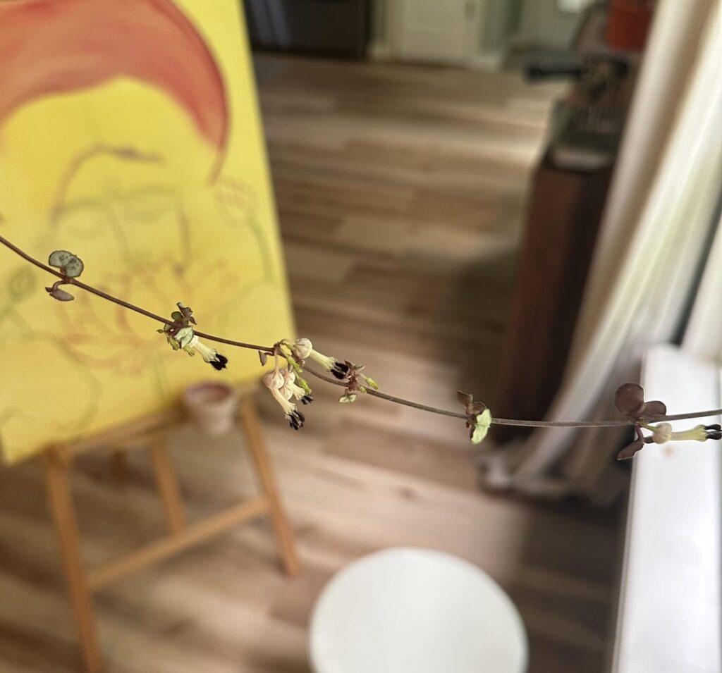 String of hearts has so many flowers! It keeps flowering❤️ ki