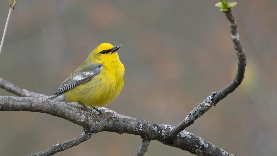 How to turn down the volume and protect wildlife in your yard and garden