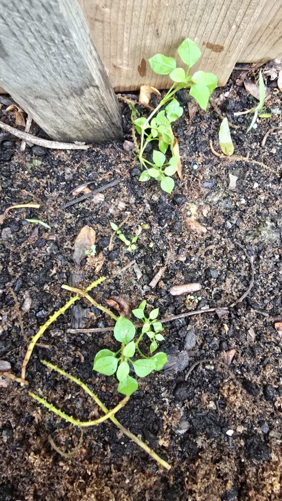 Am I feeding a weed or a Pepper plant? Am I feeding a weed or a Pepper plant?