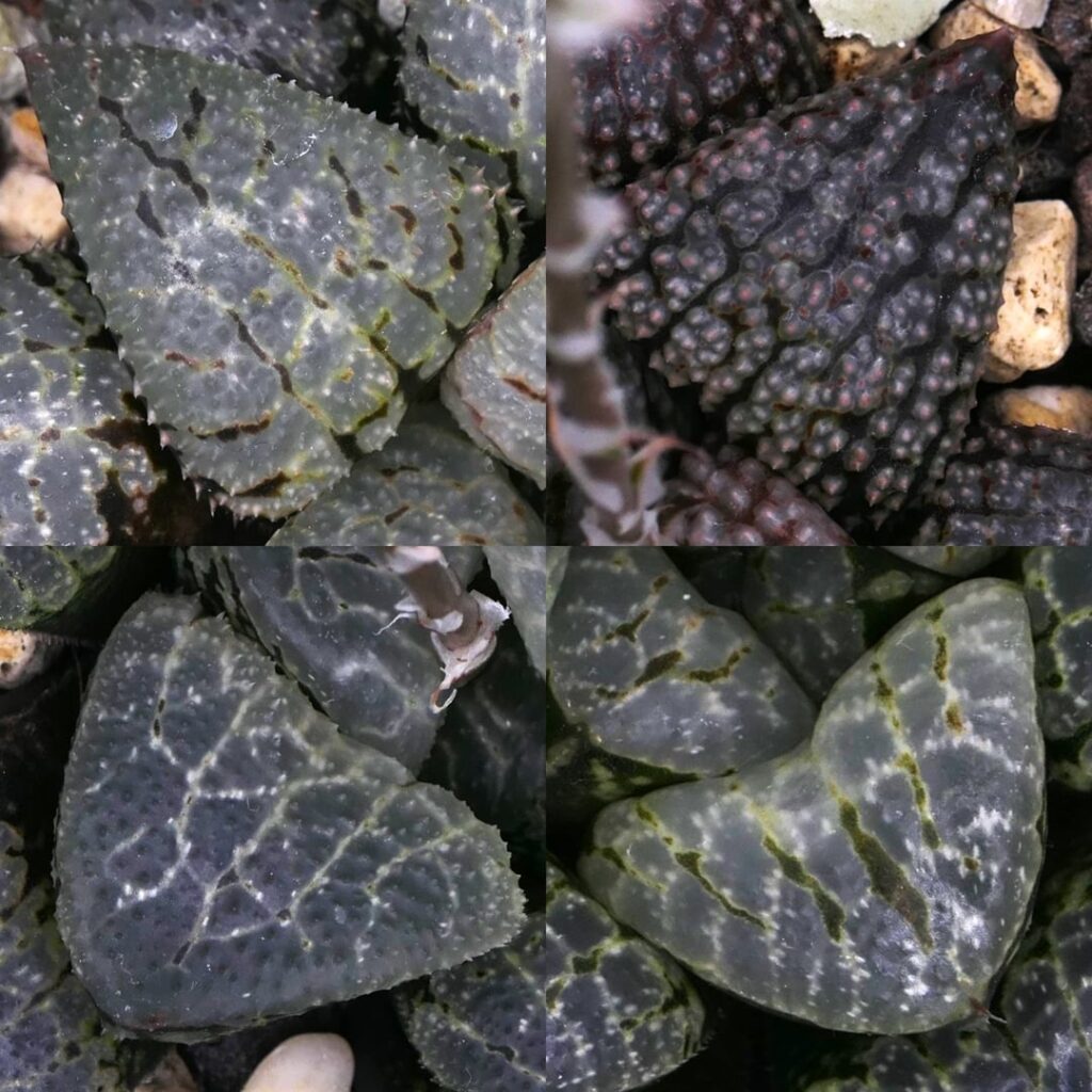 Genetic variation ๐ Genetic variation ๐