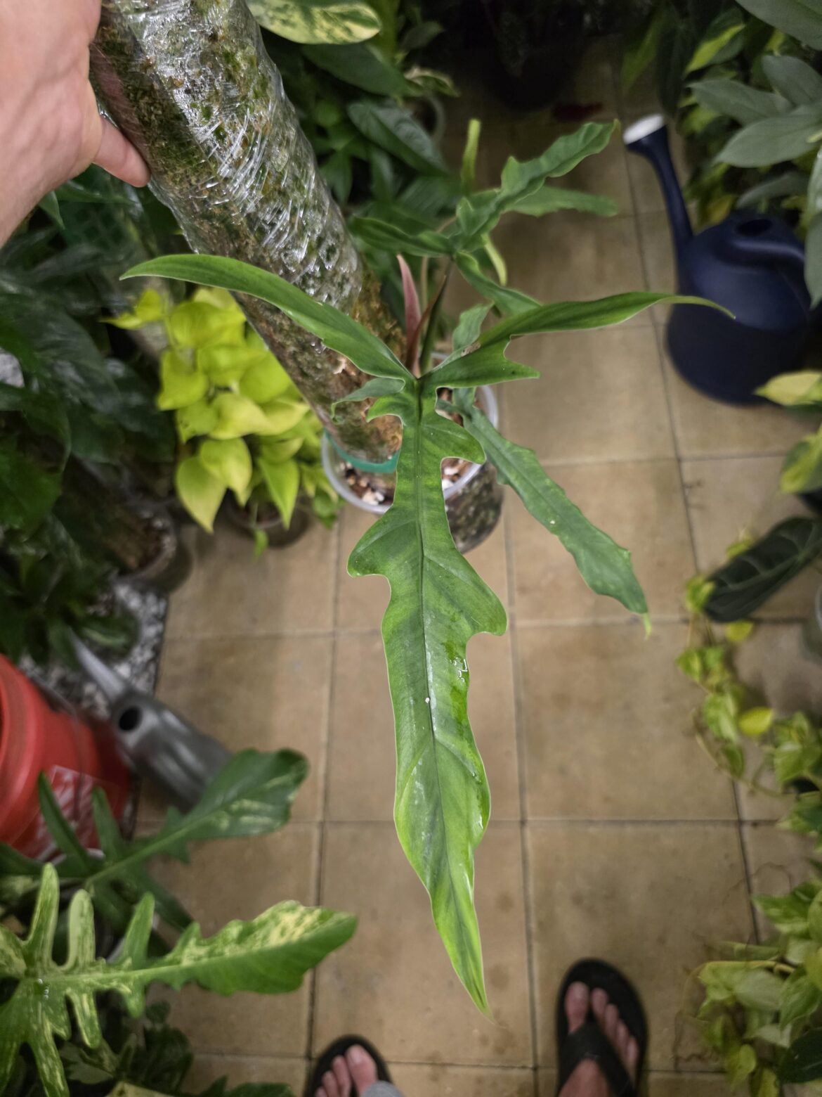 Philodendron Lavinia