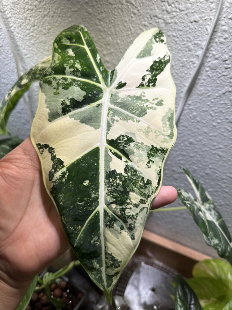 Variegated Frydek