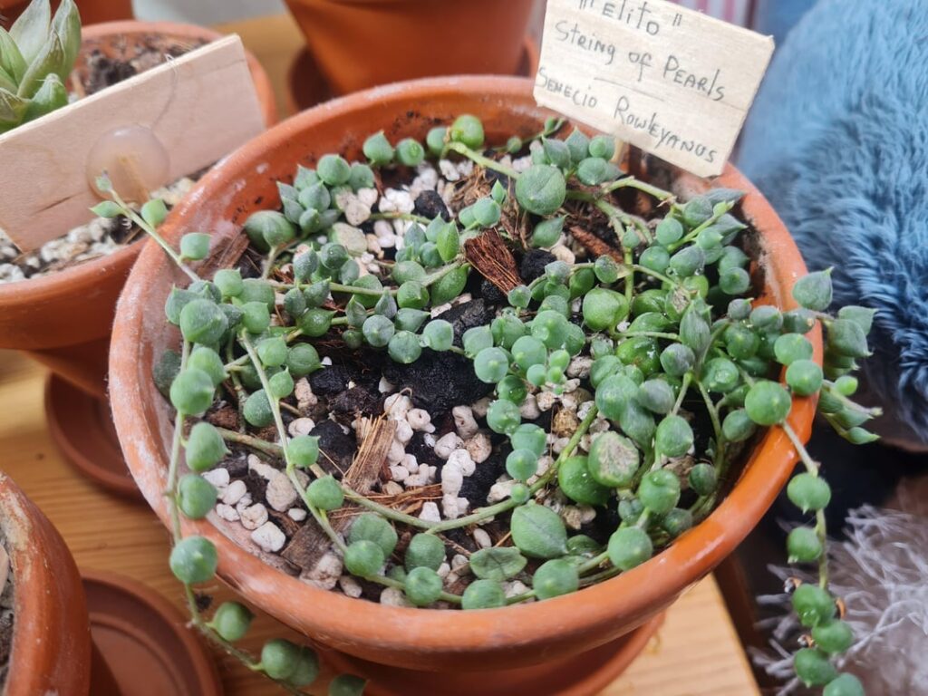 What in the bazingazoinga could be happening with my string of pearls? What in the bazingazoinga could be happening with my string of pearls?