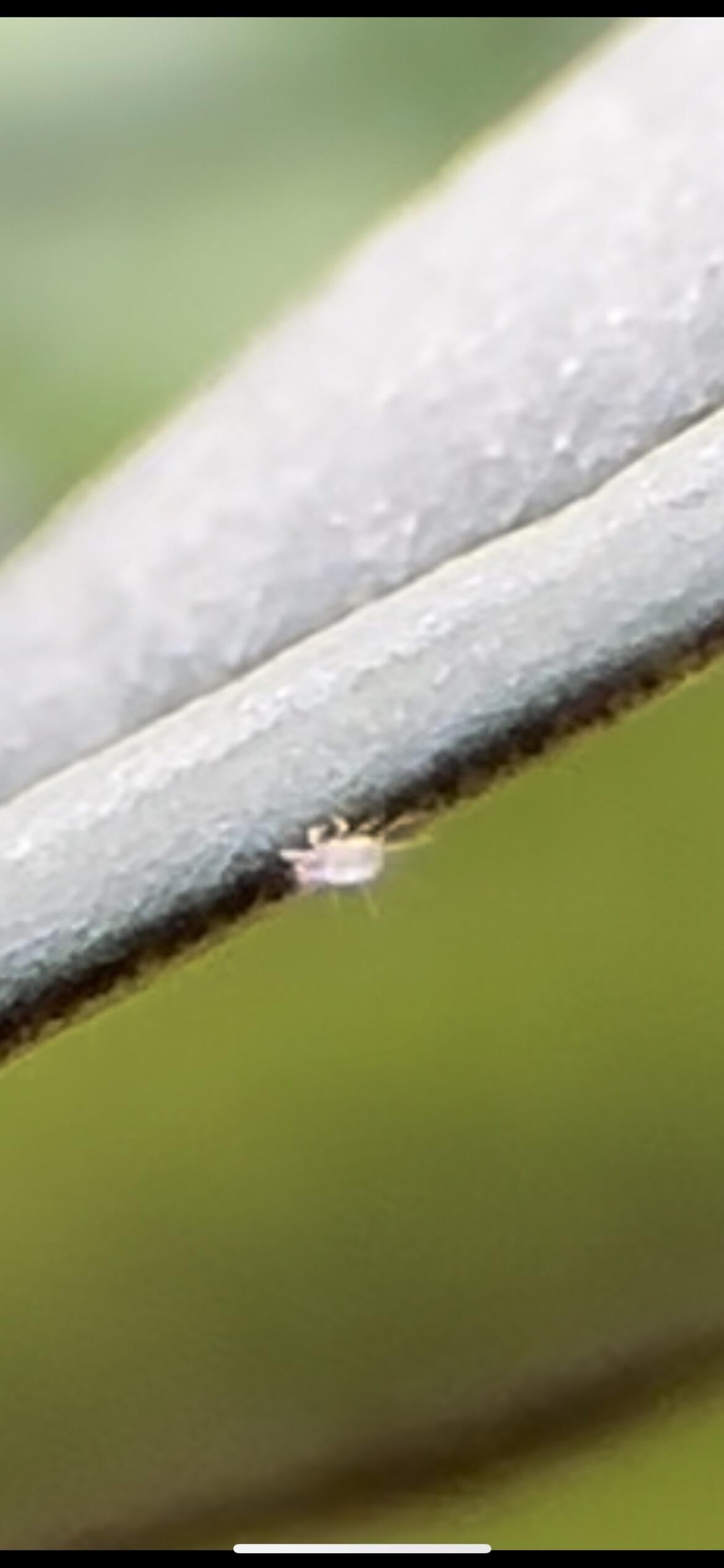 What is this mite?