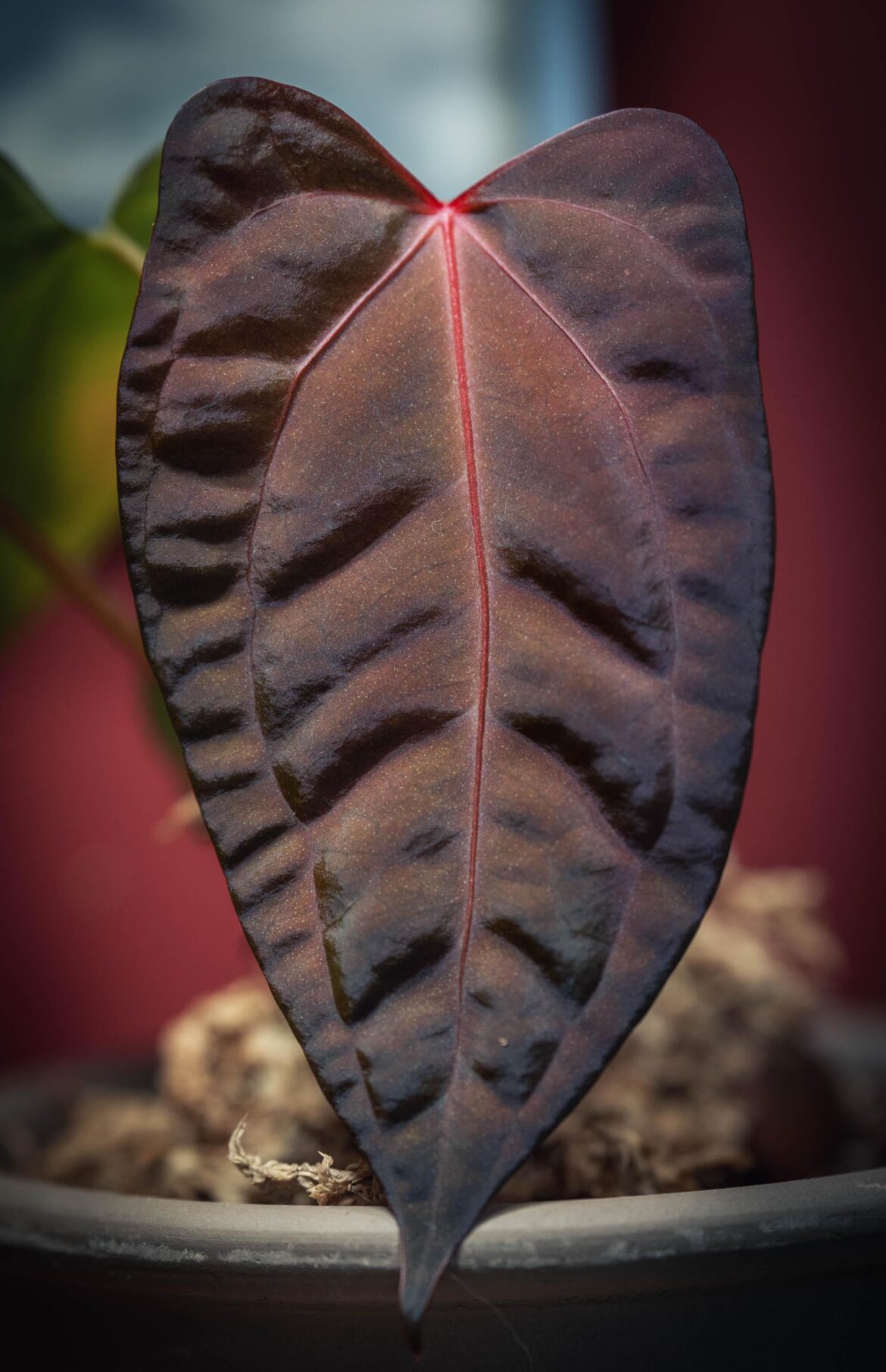 My first red vein Anthurium