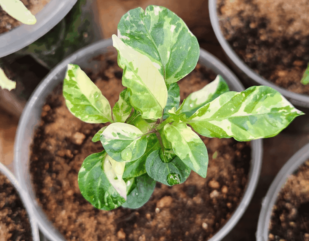 Is this a possibile chimera? Pepper grafting Is this a possibile chimera? Pepper grafting