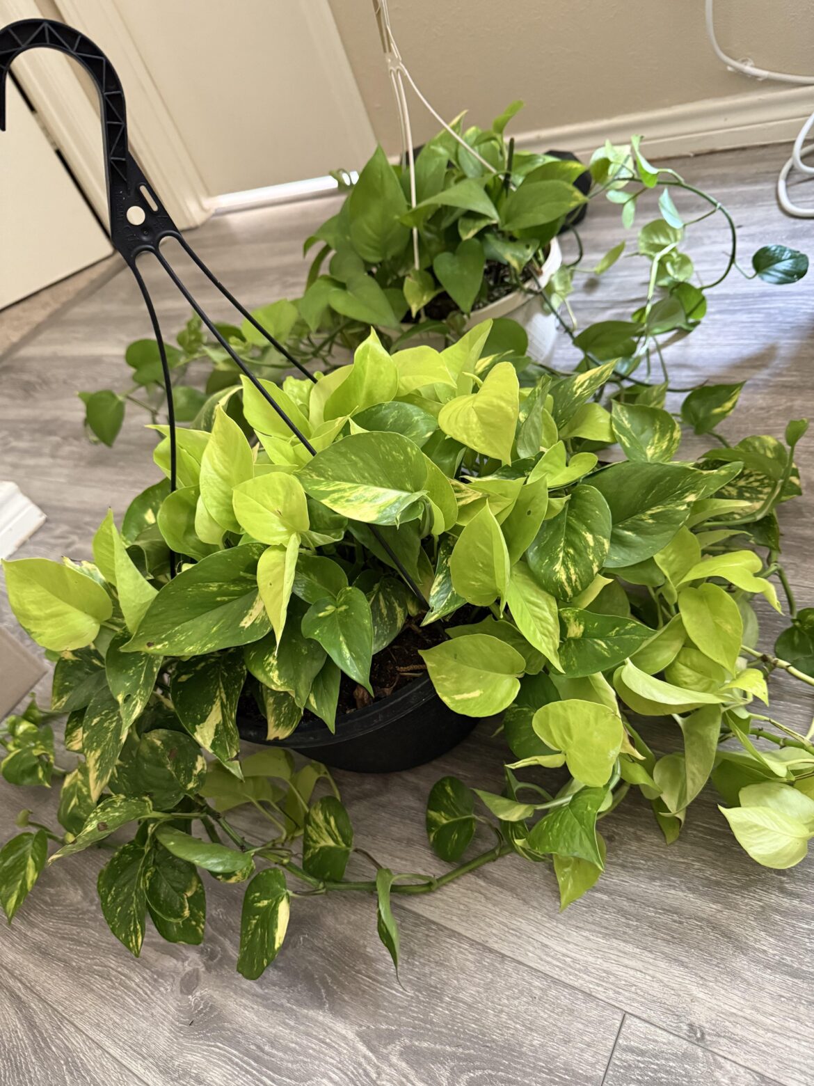 First plant owner.