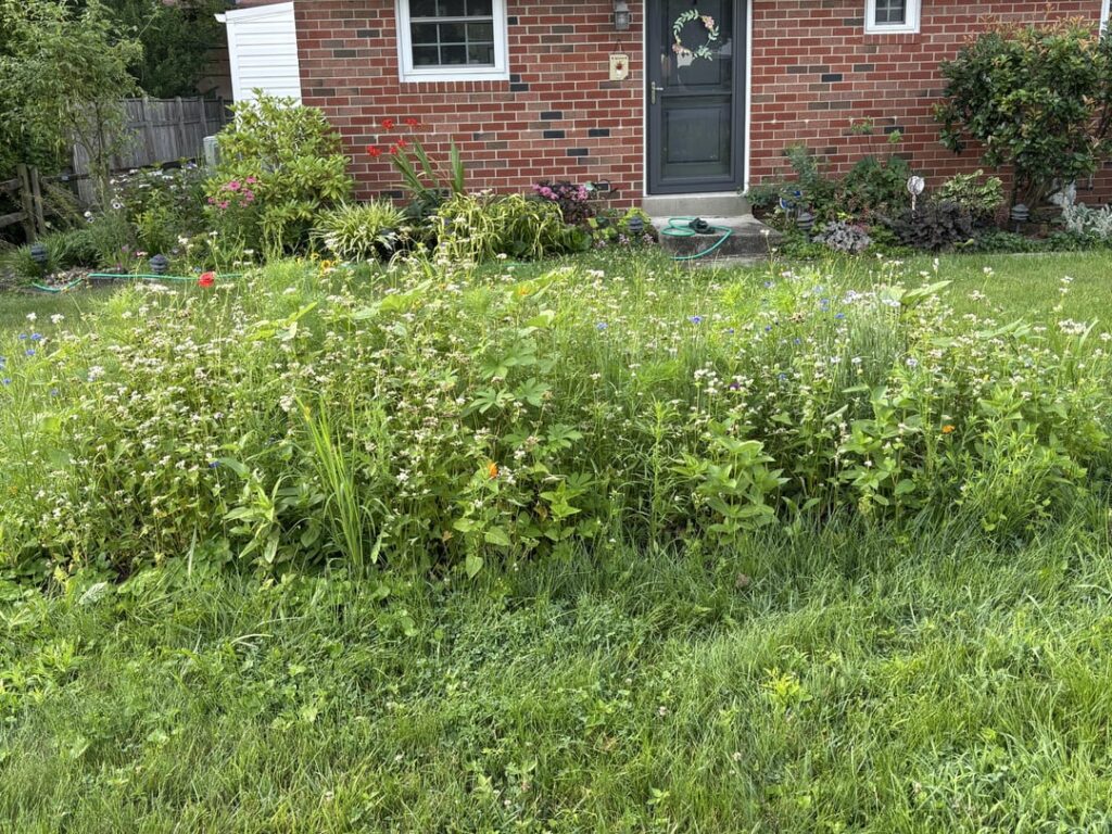 Our first year start to no lawn