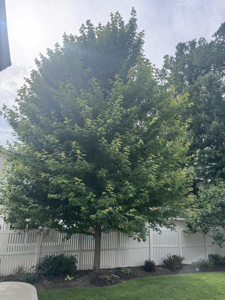 Any idea why this maple might be shedding bark? Any idea why this maple might be shedding bark?