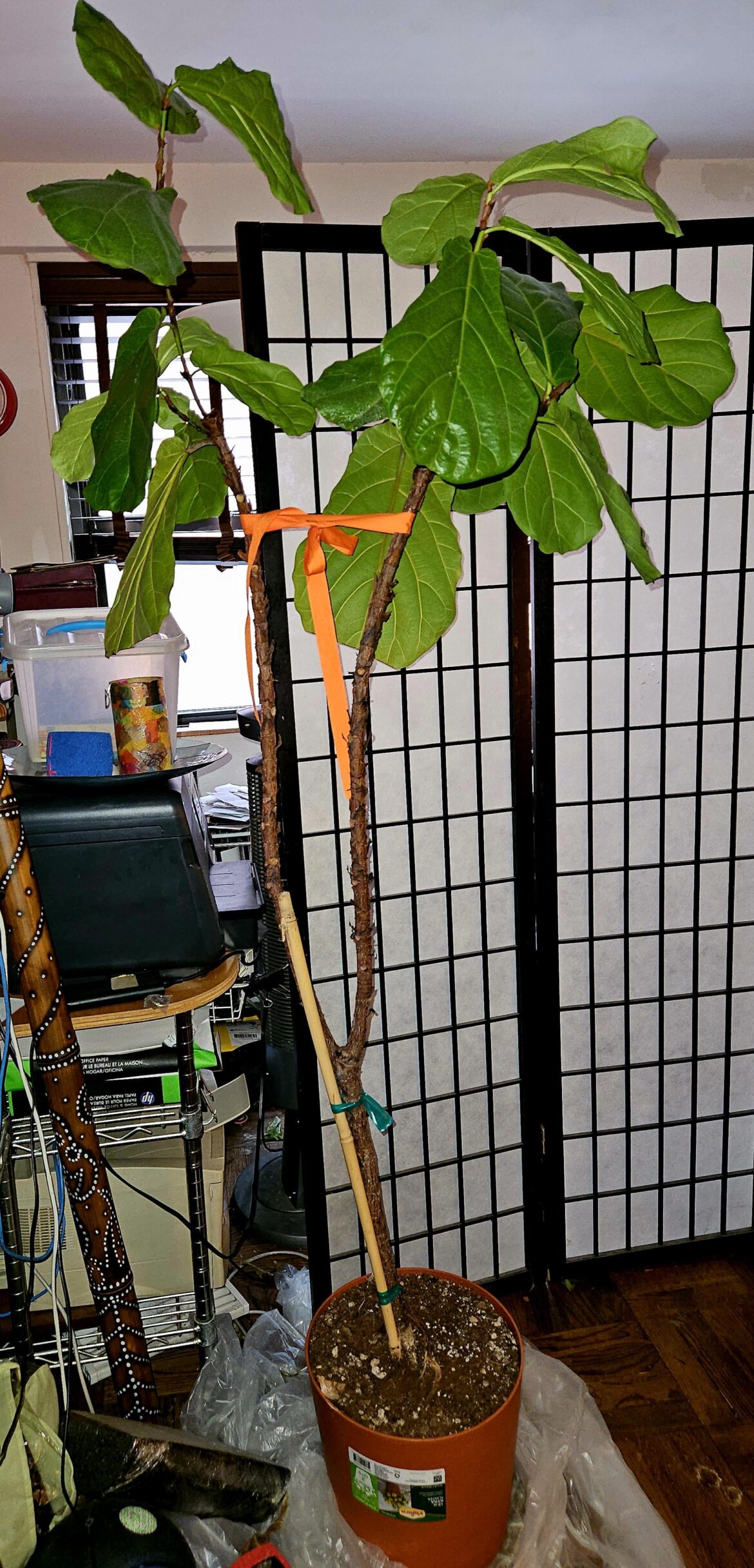 All my bottom leaves dropped off