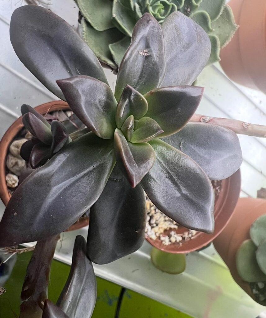 ID request, perhaps?