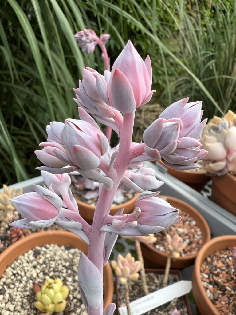 My Echeveria cante is about the bloom