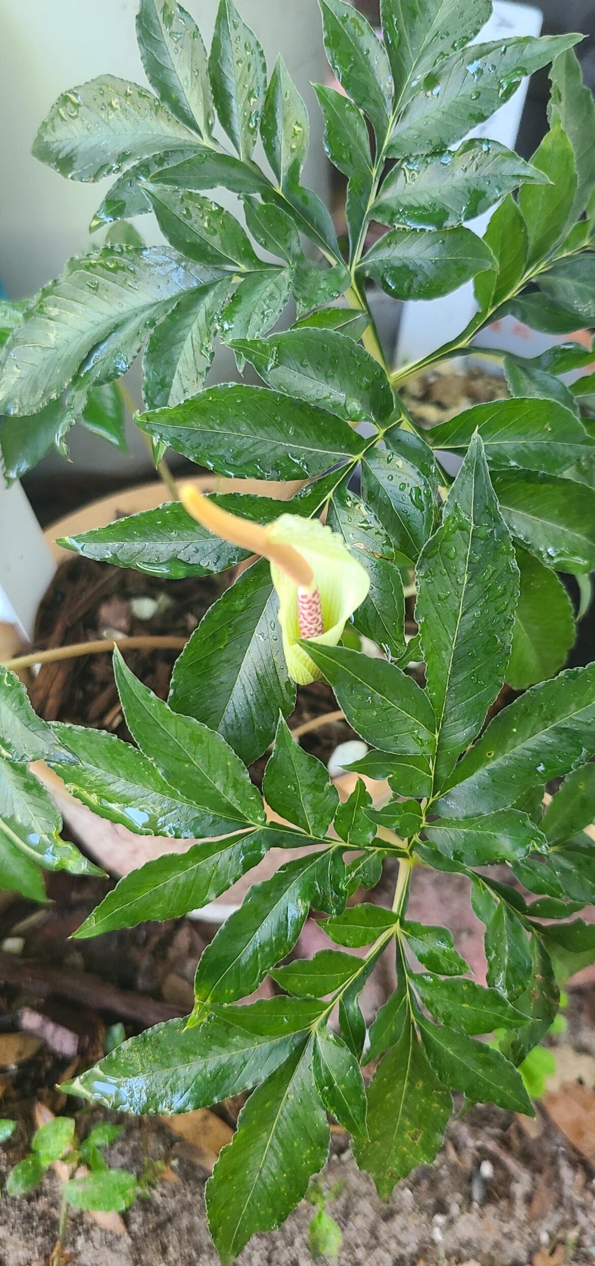 Amorphophallus "le petite prince"