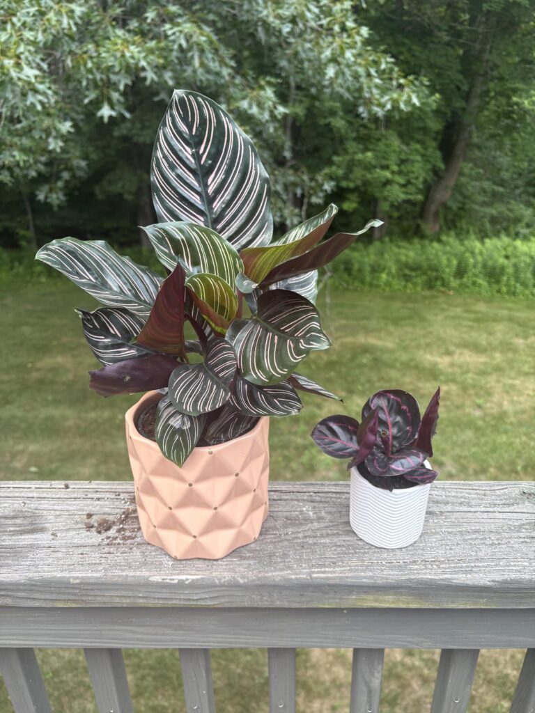 These are my girls Genevieve and Adeline. The smaller needs repotting any suggestions for soil medium?