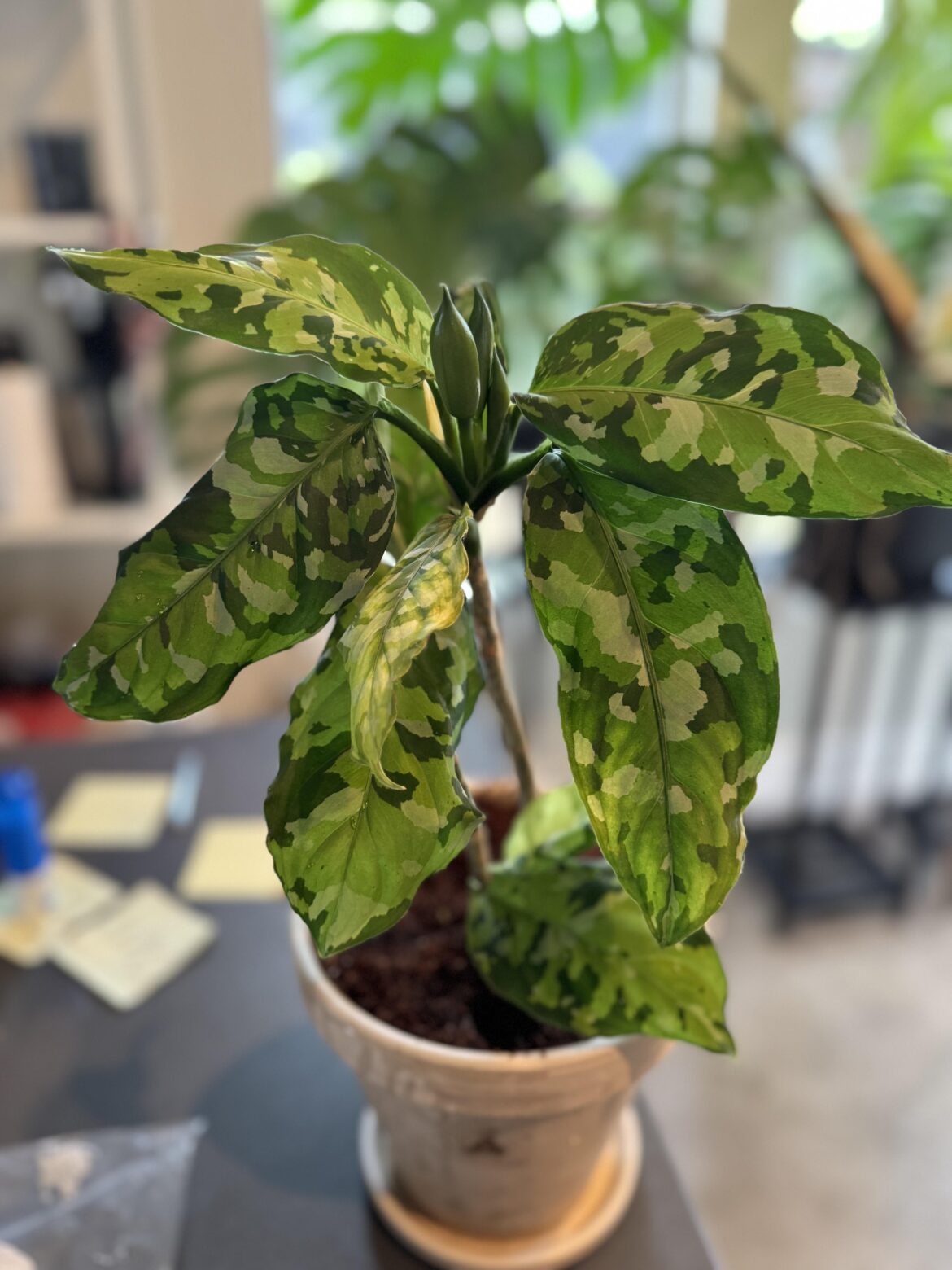 My cool plant - Aglaonema pictum tricolor - camo plant