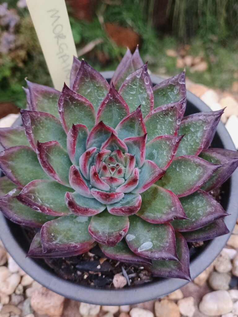 Echeveria agavoides 'Morgain'