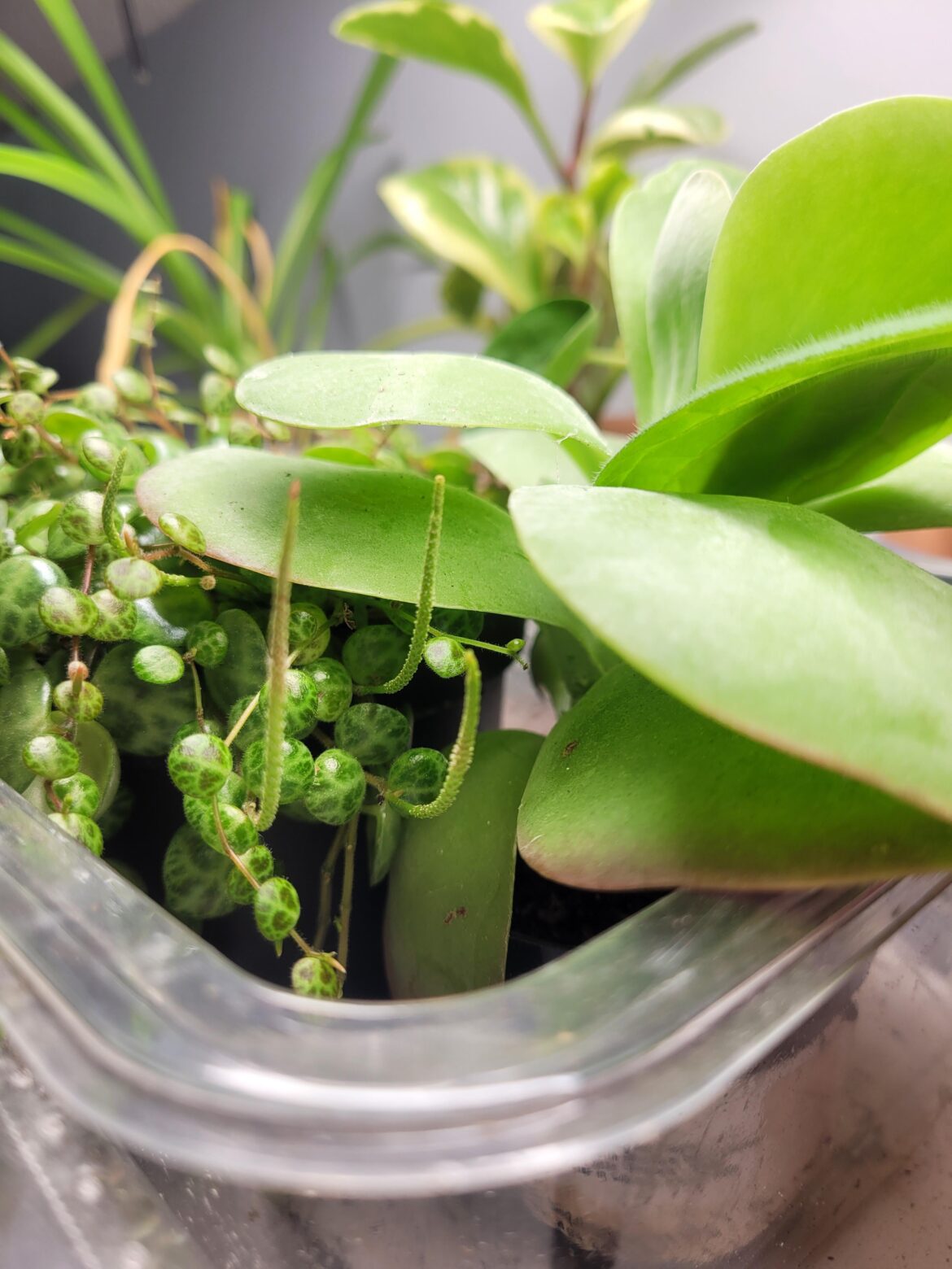 What's growing on the end of my String of Turtles 🐢