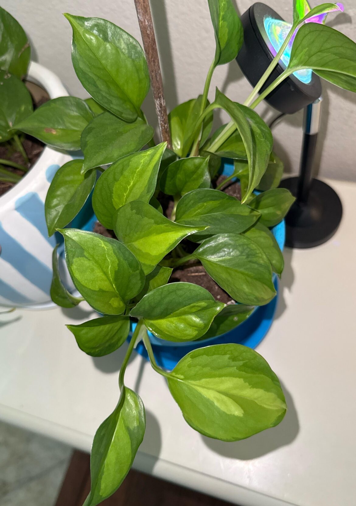 global green??