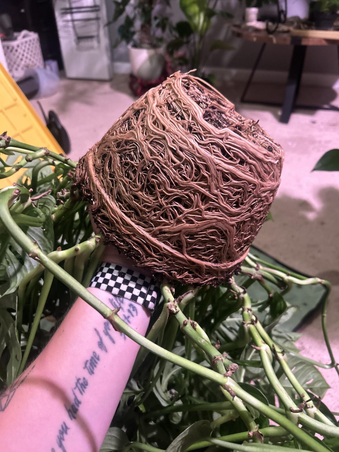 I’m not sure, is it root-bound? I’m not sure, is it root-bound?