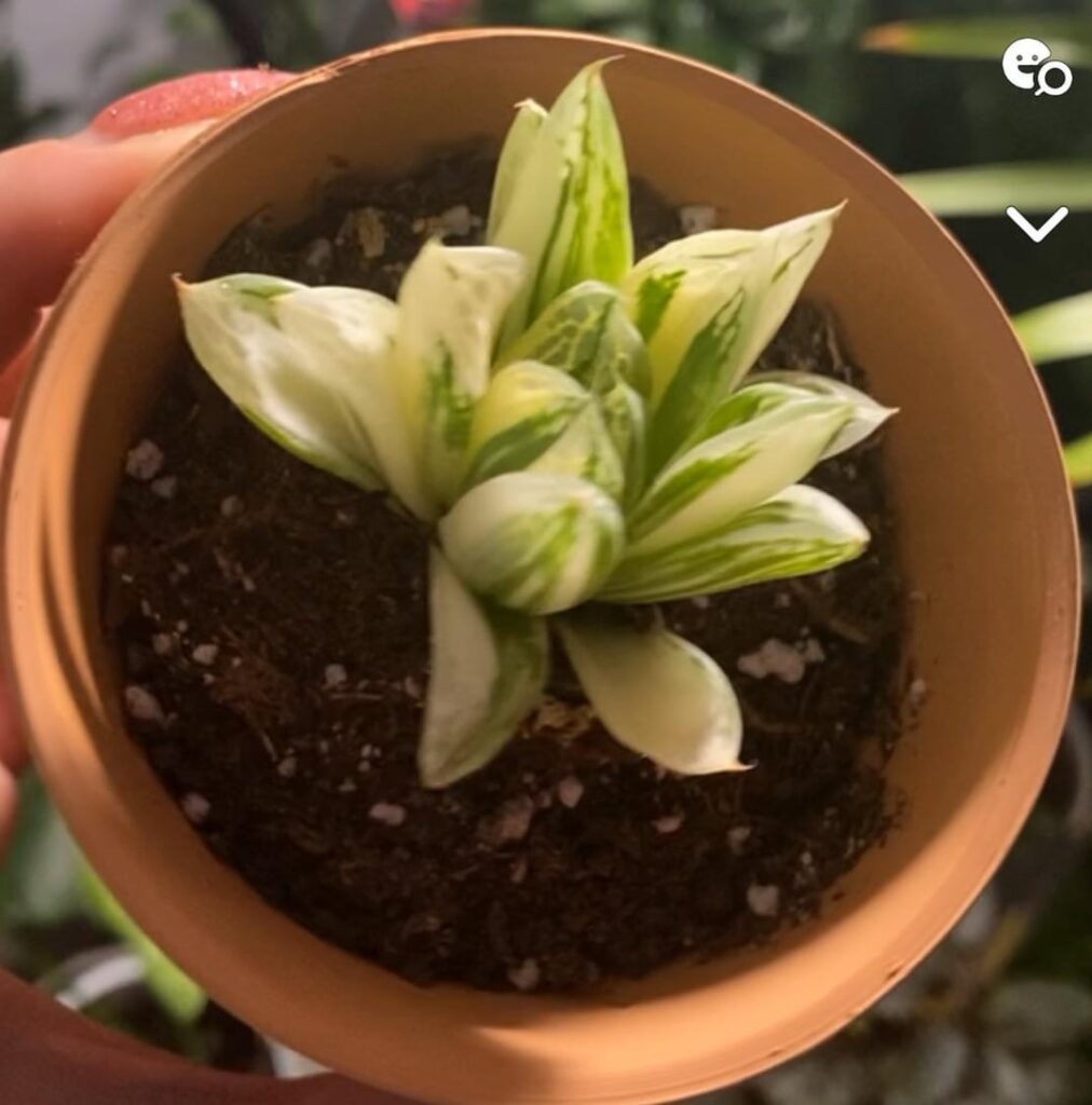 I feel like this Haworthia is my kid