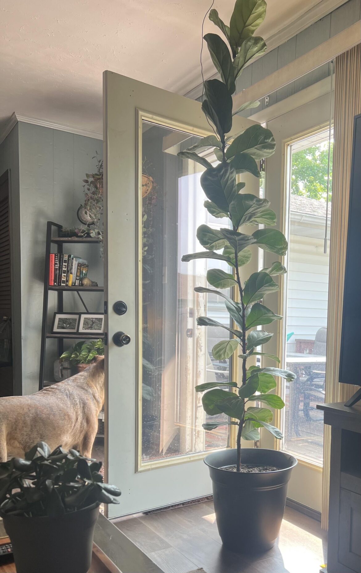 Time to chop? I’m so scared! Time to chop? I’m so scared!