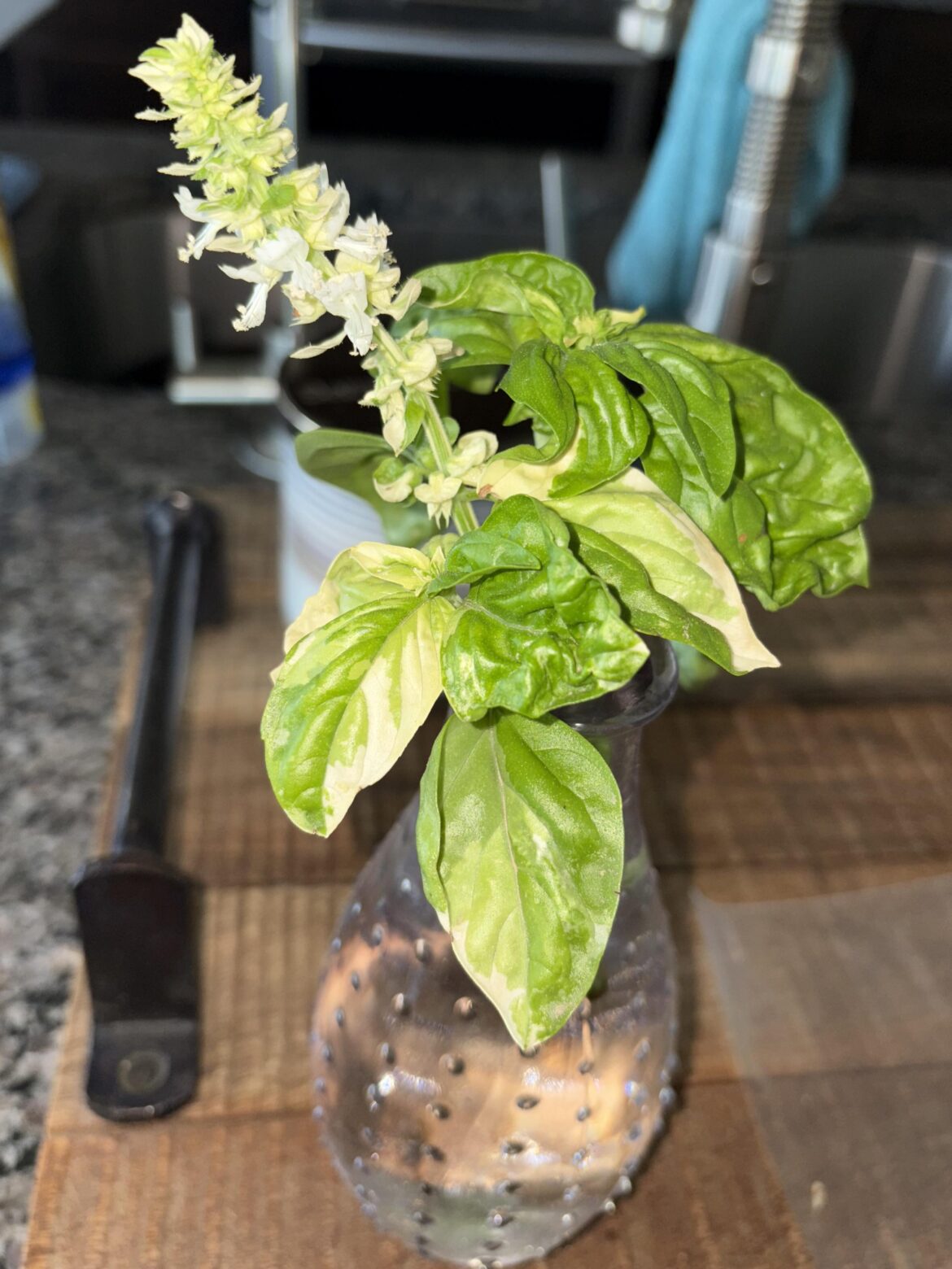 Variegated Basil?
