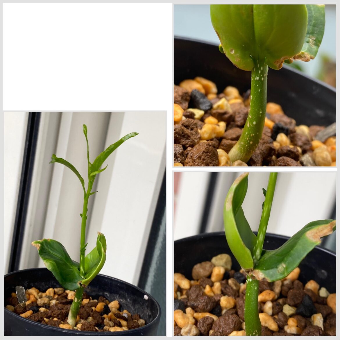 There are these white spots on my Adansonia grandidieri seedling though it’s growing fine. Is this normal?