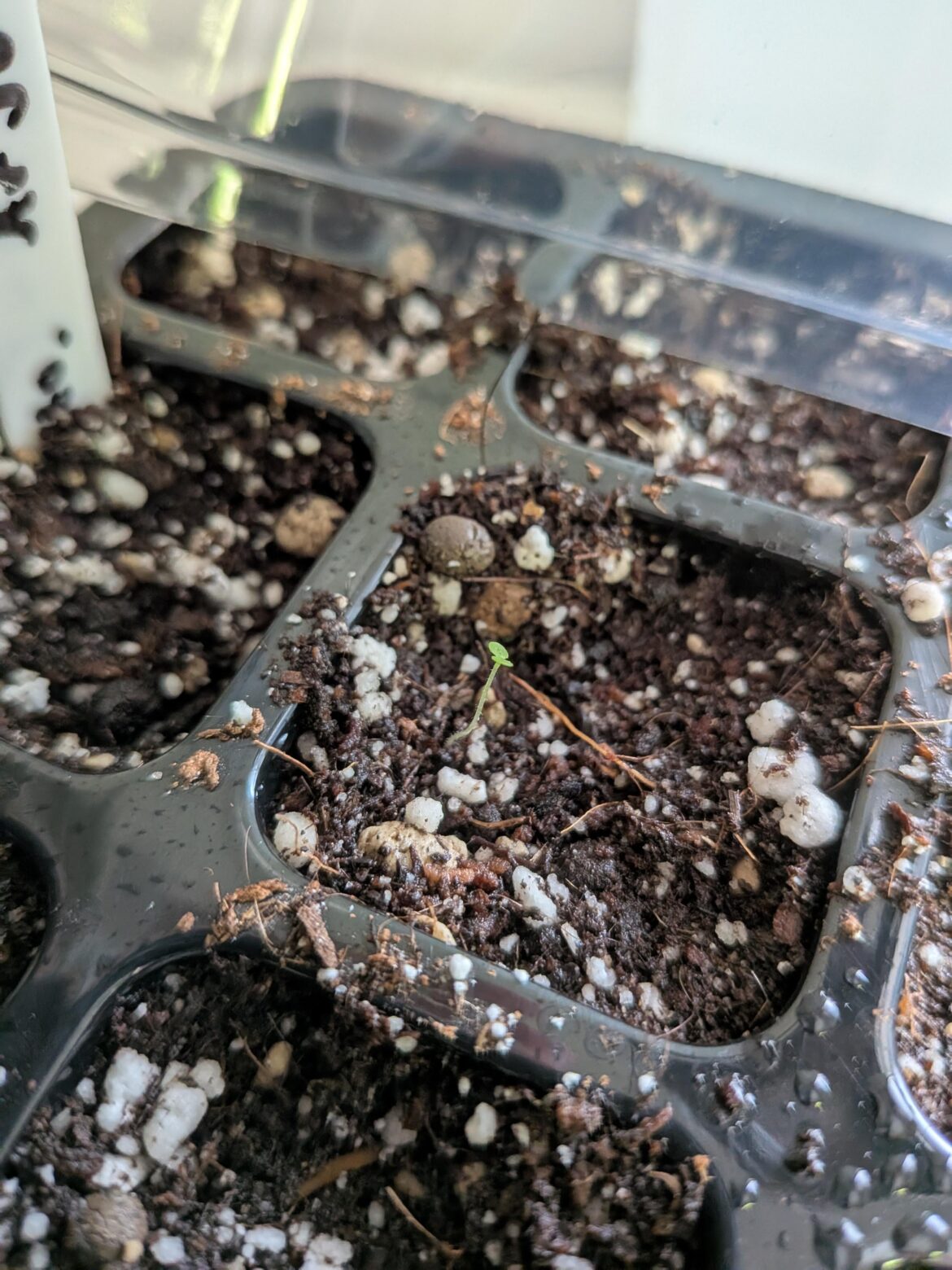 Mestoklema Arboriform!