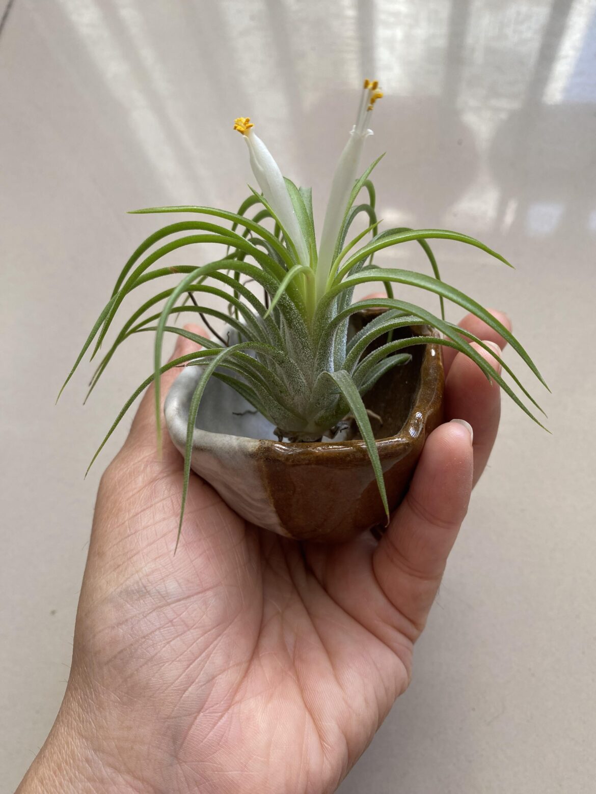 Tillandsia Ionantha ‘Druid’ is blooming