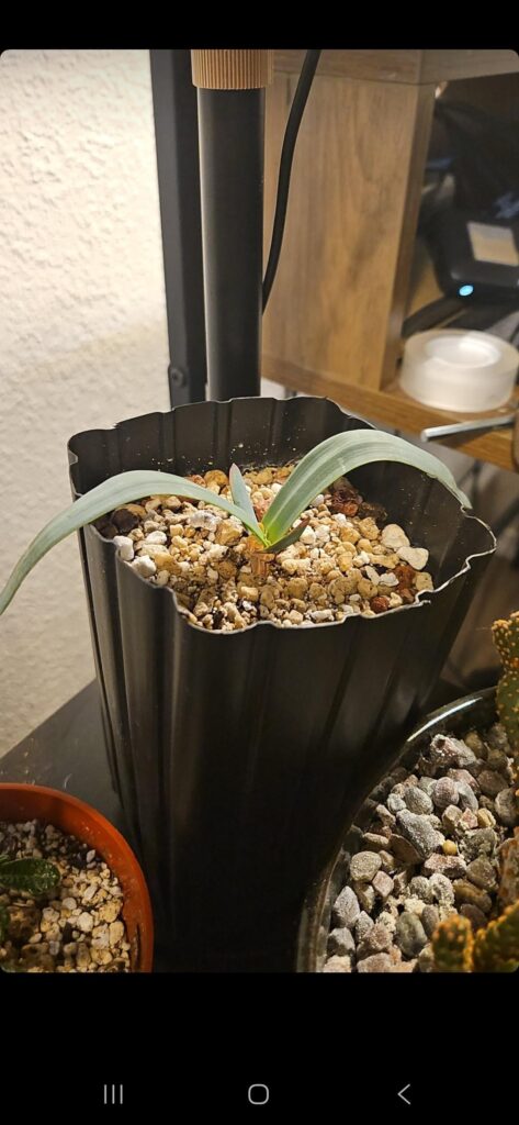 New Caudiciformes for me! New Caudiciformes for me!