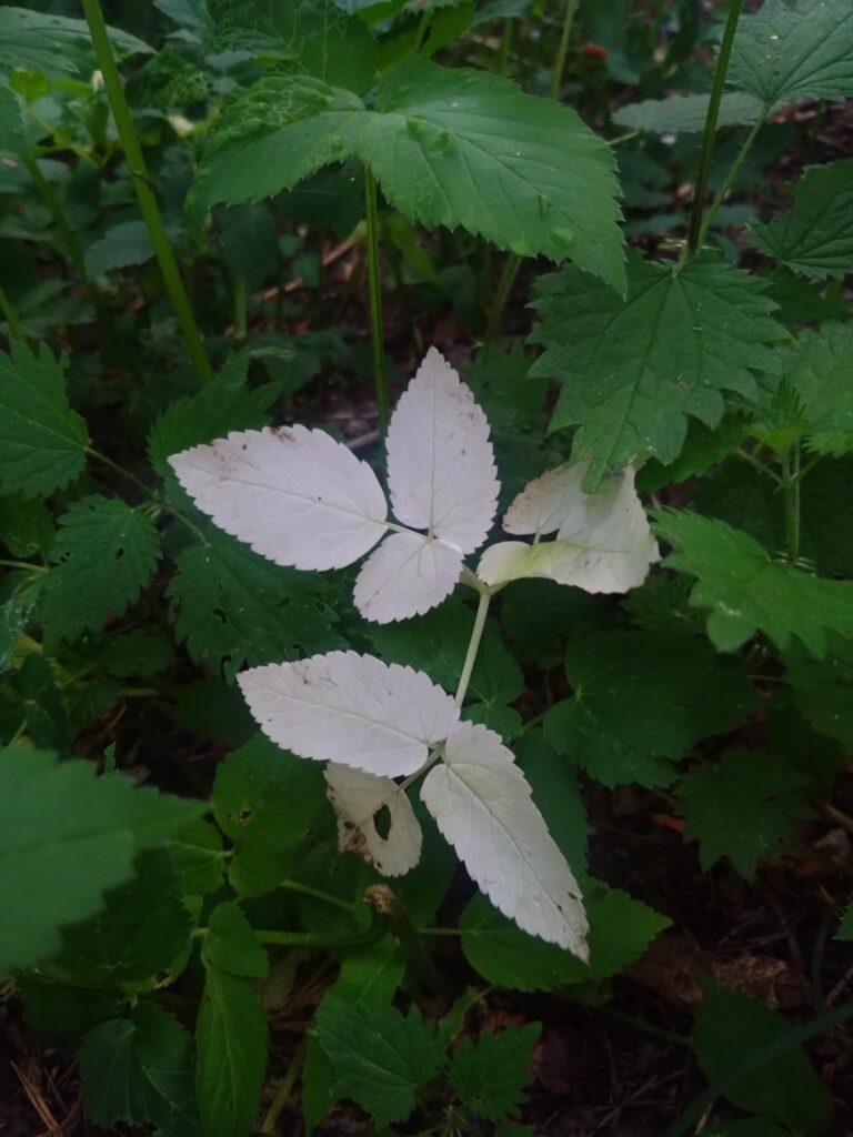 I found an albino plant on a walk today.