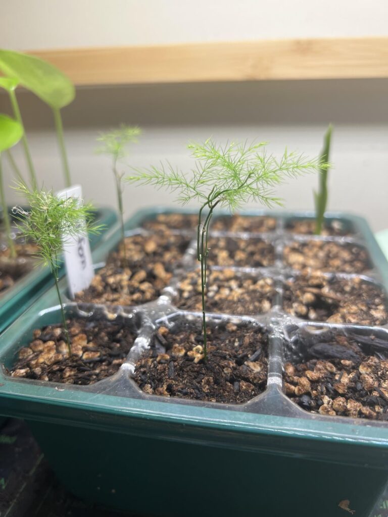 I’m depressed so please look at my plant collection and tell them they’re cute! ☺️