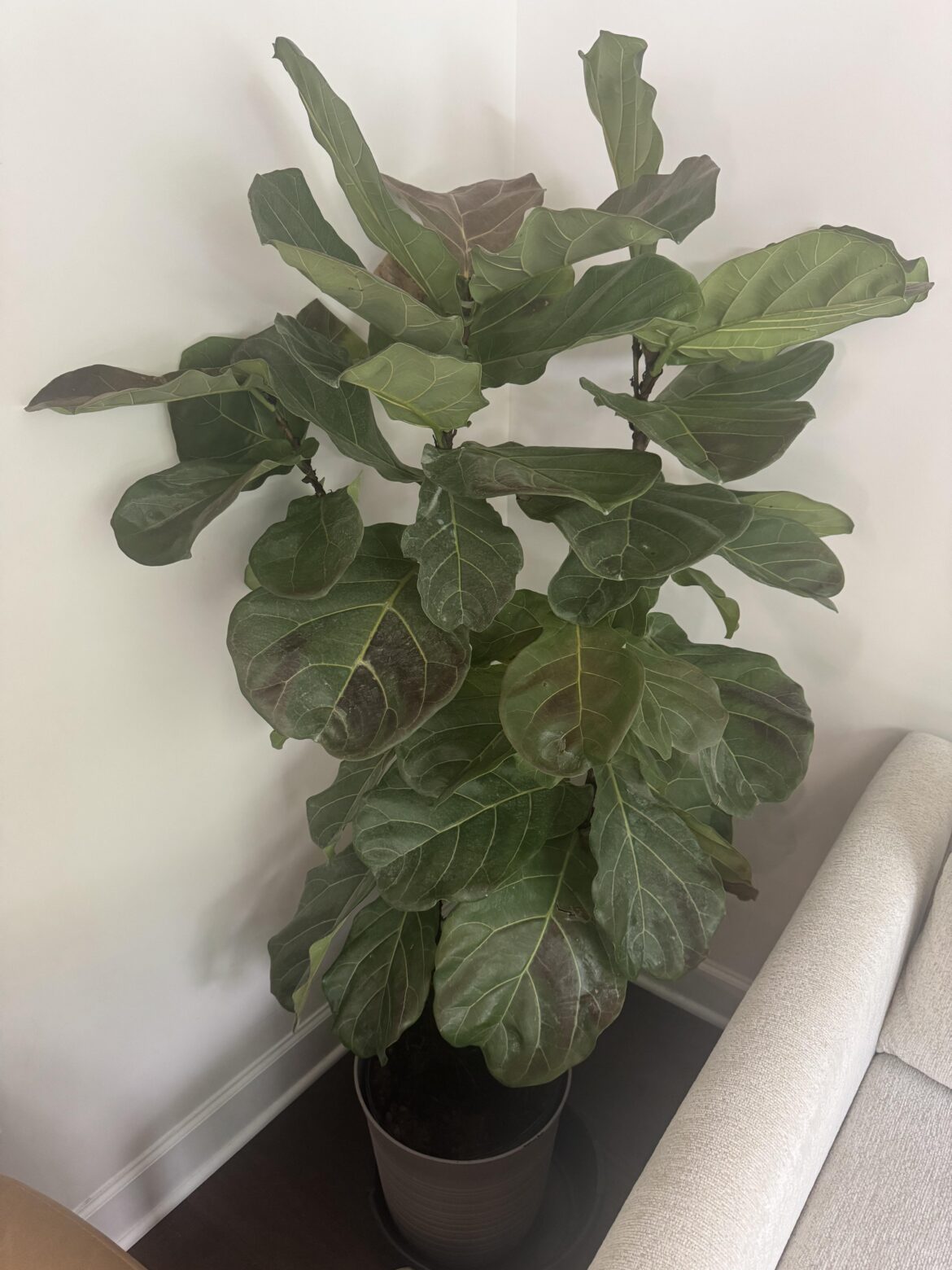 Help… what am I doing wrong?