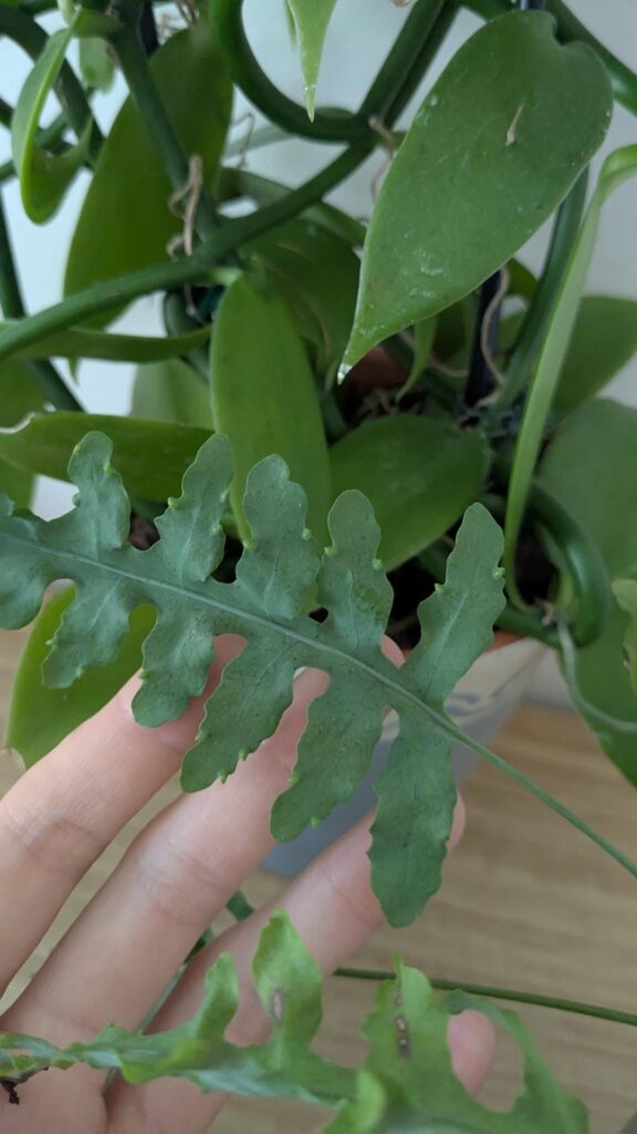 Lecanopteris spores?