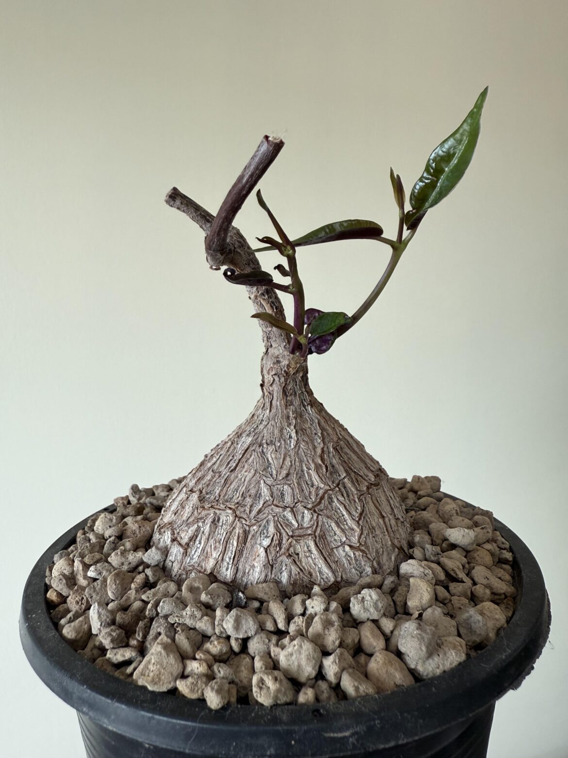 Petopentia Natalensis is finally awake.