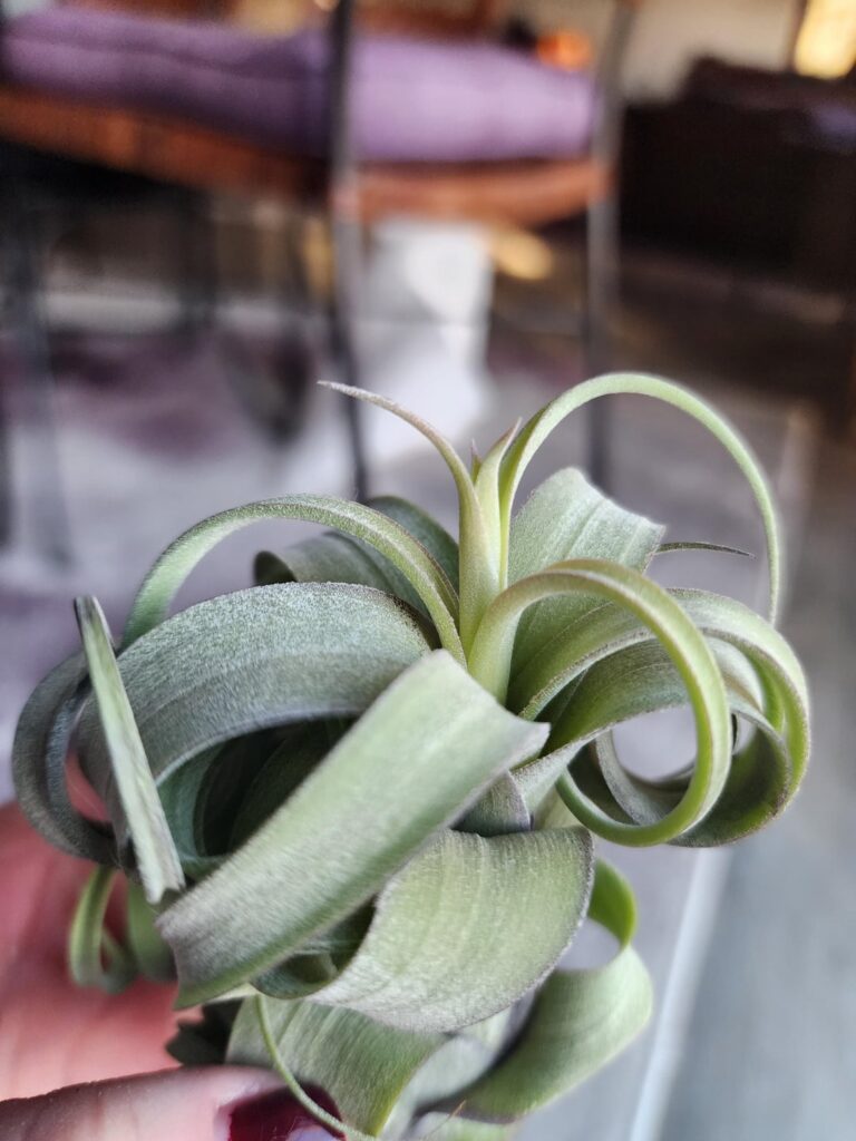 What happened to my plant?