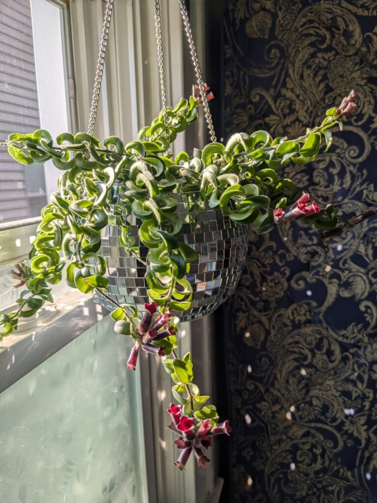 My curly lipstick plant made some pretty little flowers