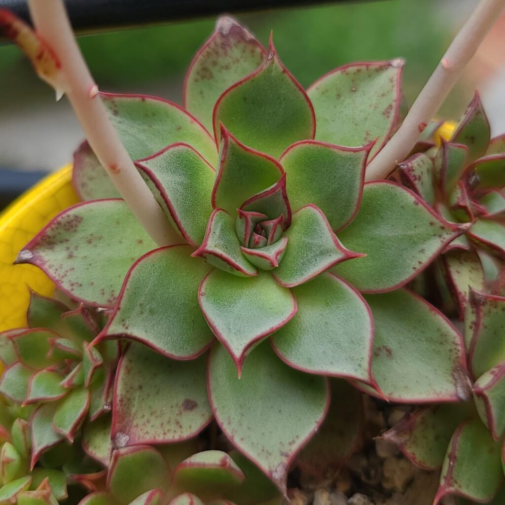 Echeveria longissima var. aztatlensis [Echeveria longissima var. aztatlensis Meyrán, 1982]